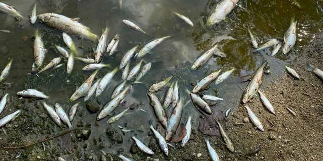 Aşırı sıcaklar Bursa Yenişehir'de balıkları da vurdu