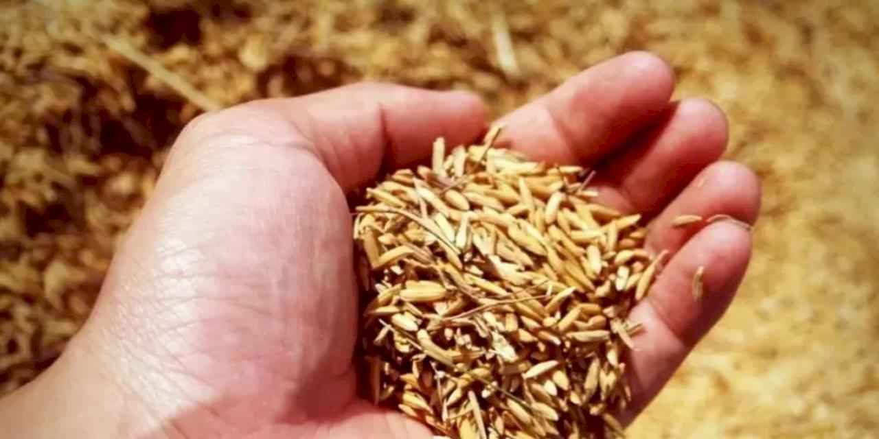 Ürünlerin çürütüldüğü iddialarına TMO'dan yanıt