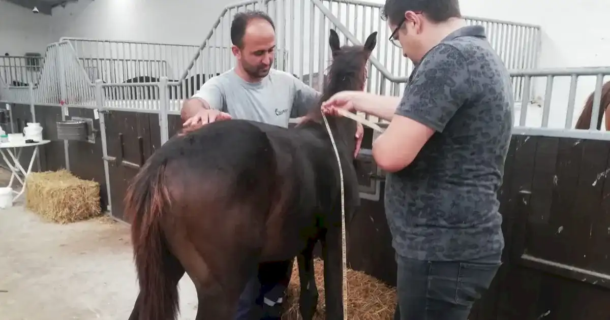 Bursa'da yeni doğan tayların tescili sürüyor