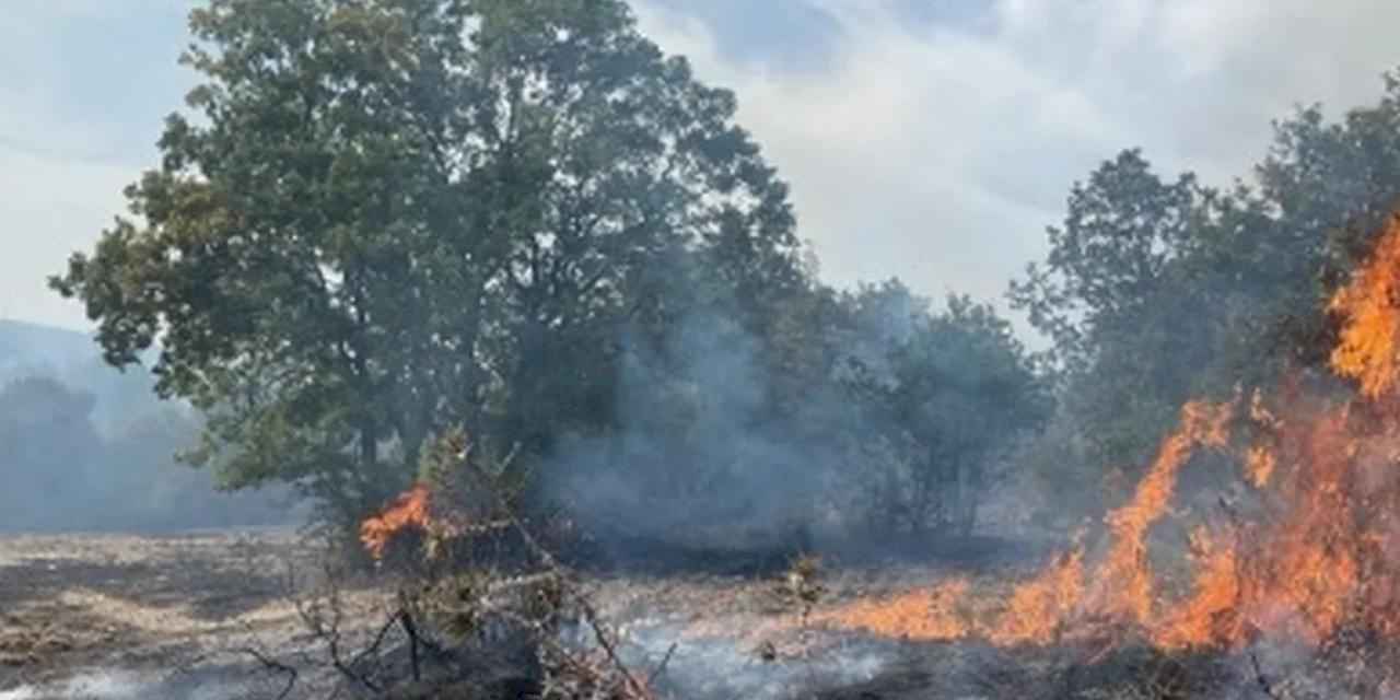 Bursa'da zeytinlik alanda korkutan yangın!