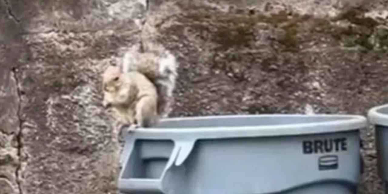 Kedi köpek yok ama... ABD'de sokakta dahi yürürken karşılaşılan ilginç yabani hayvanlar