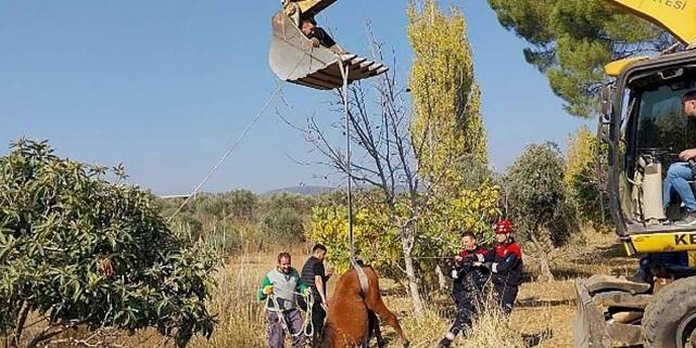 Kemalpaşa Ulucak Mahallesi'nde su kuyusuna düşen yılkı atı, ekiplerin yoğun çalışmaları sonucu kurtarıldı