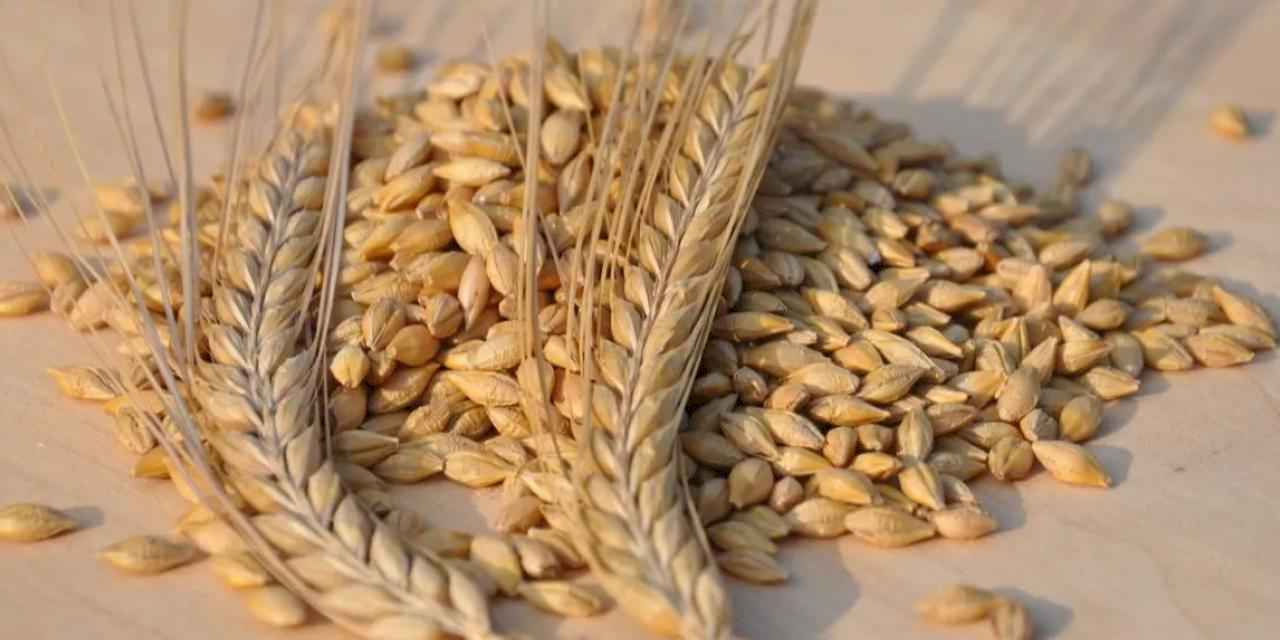 TMO'dan arpa ve yulaf satışı