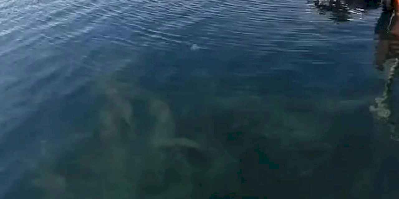 Müsilaj deniz yüzeyine çıktı!