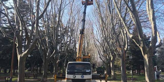 Bursa’da çınar ağaçlarına kış bakımı