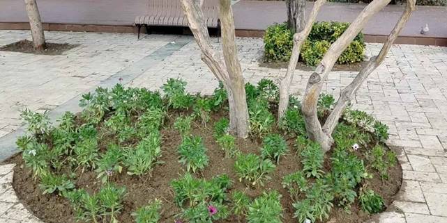 Manisa'da yeşil alanlara peyzaj düzenlemesi