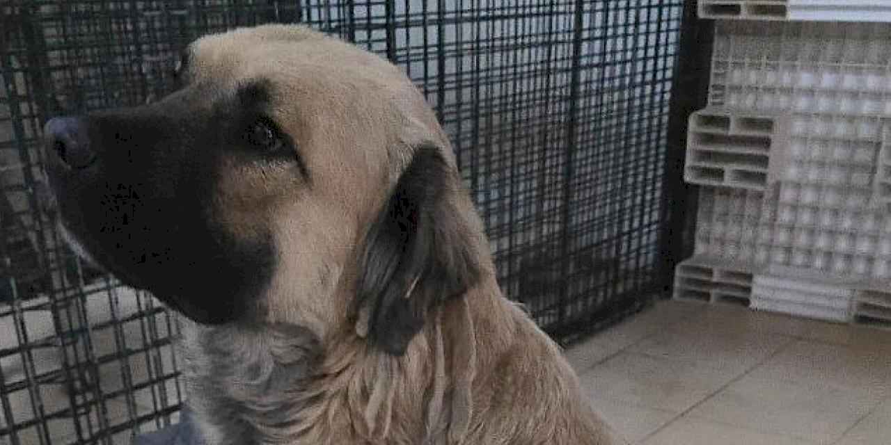 Balçova Belediyesi Can dostlarımız sahiplendirildi, durumları iyi