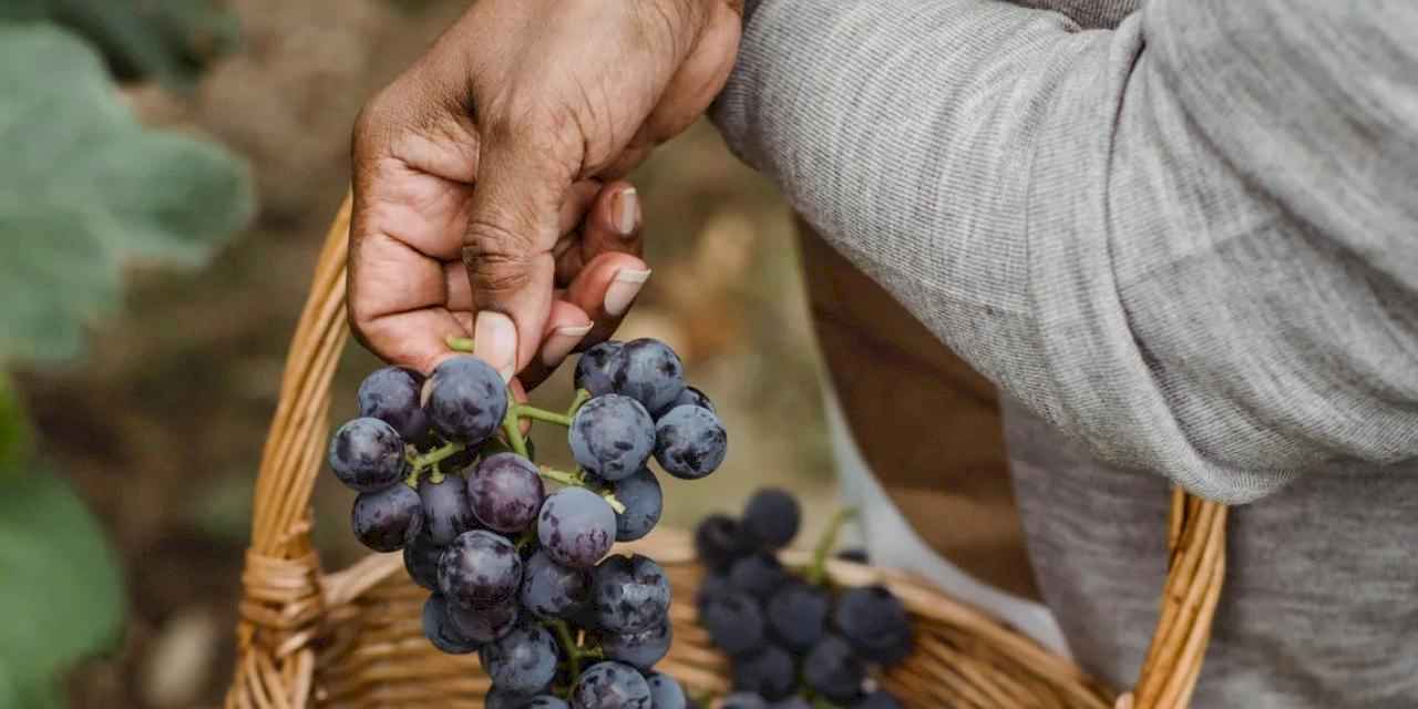 Çevre dostu kozmetikte yeni dönem... Üzüm posası güzellik sektörüne çığır açtı