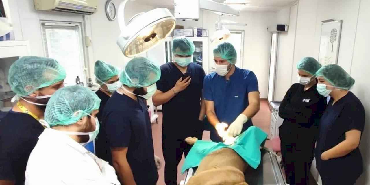 Bursa'da üniversite işbirliğinde 155 can dostu kısırlaştırıldı