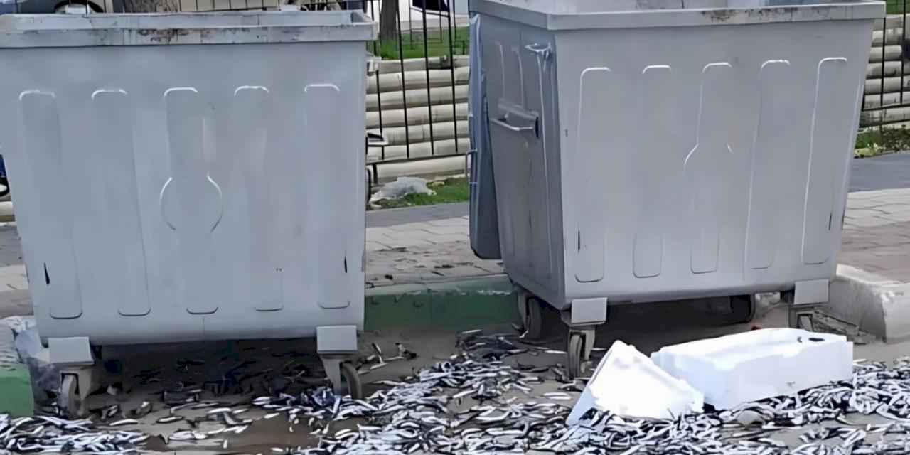 Bursa Gemlik'te şehir barbarı bozuk balıkları yola döktü