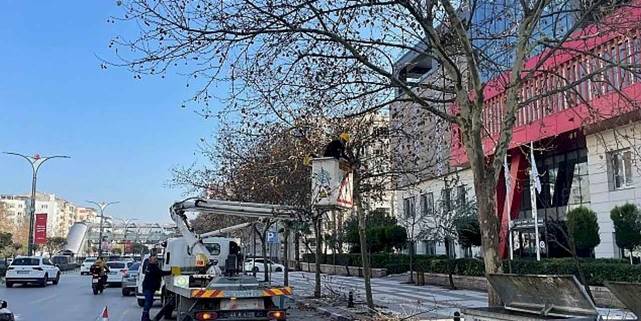 Mimar Sinan Bulvarı'ndaki Çınar Ağaçlarına Kış Bakımı Yapıldı
