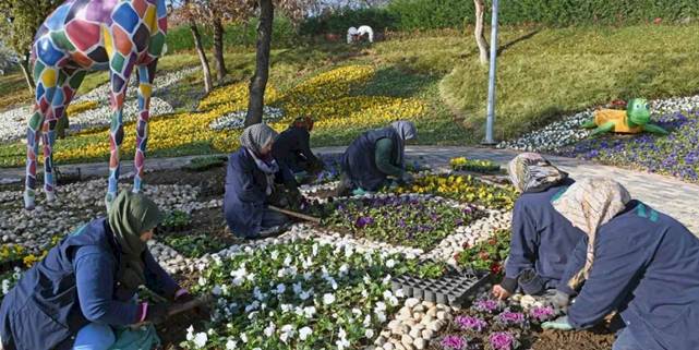 Bursa Osmangazi'de 300 bin kış çiçeği toprakla buluşuyor