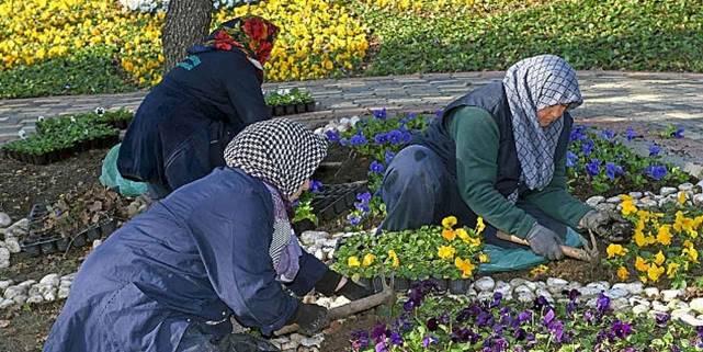 300 bin kış çiçeği toprakla buluşuyor