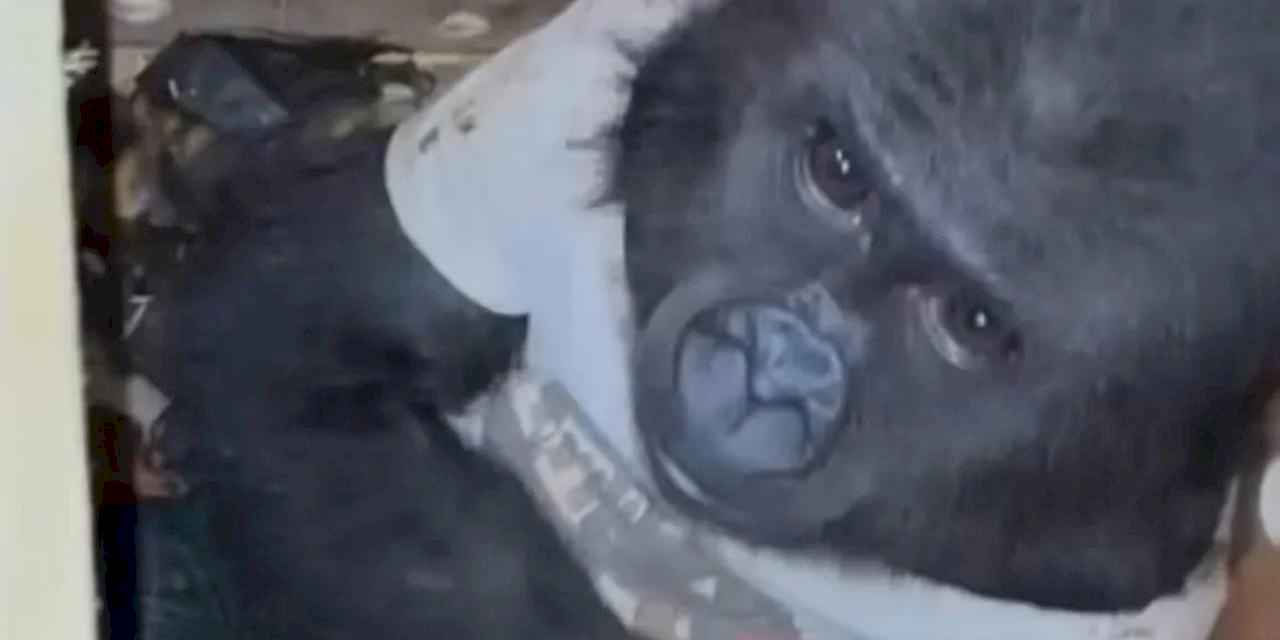 Ufaklığın durumu şu an iyi... Eve geri dönecek!