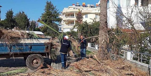 Didim Belediyesi ilçedeki ağaçların kış bakımlarını gerçekleştiriyor