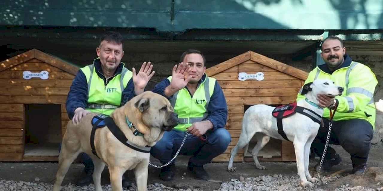 İETT'nin patili dostlar ailesi büyüyor
