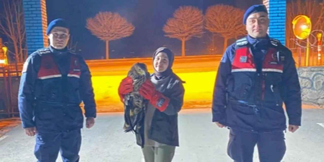 Eskişehir'de yaralı kızıl şahin tedaviye alındı