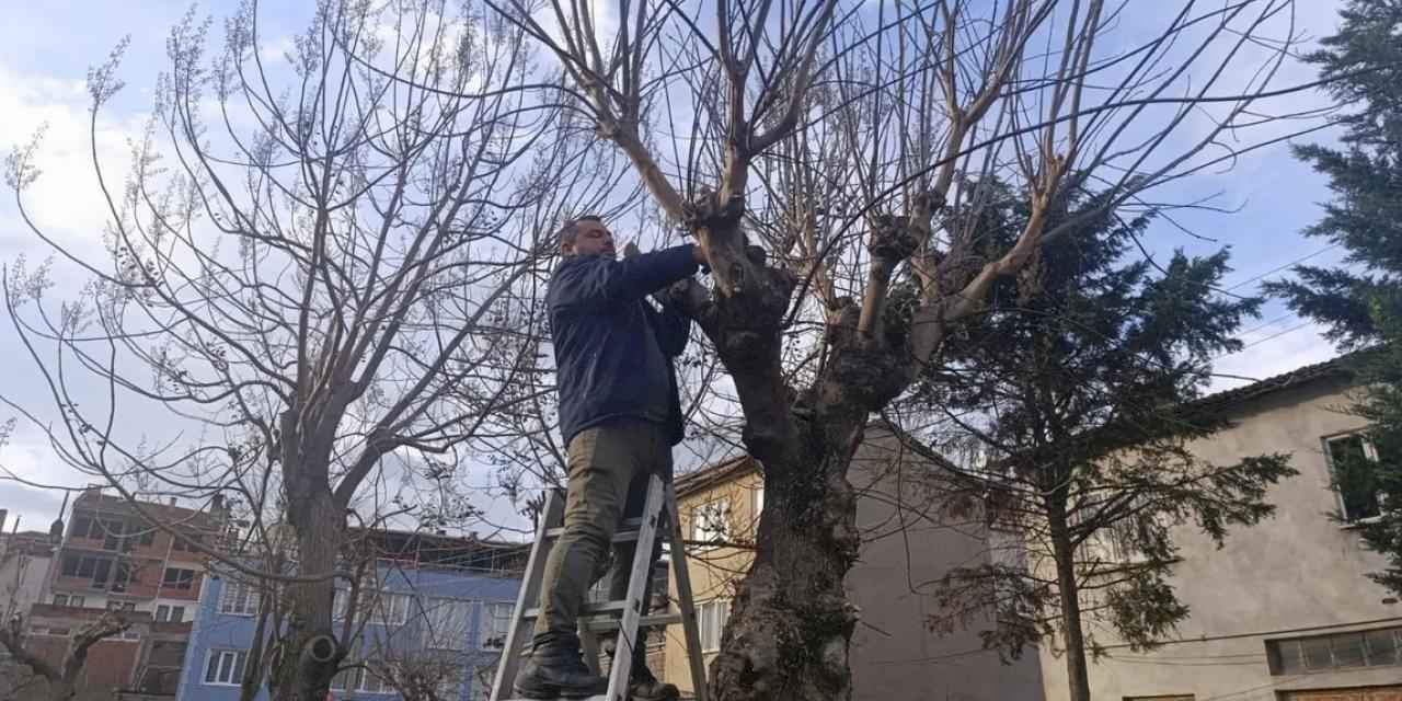 Bursa Gemlik'te yeşil alanlarda budama çalışmaları sürüyor