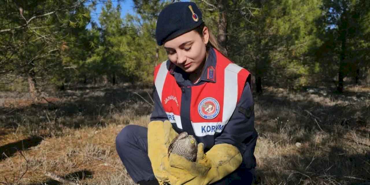 Jandarma ekipleri yaralı atmacayı koruma altına alındı