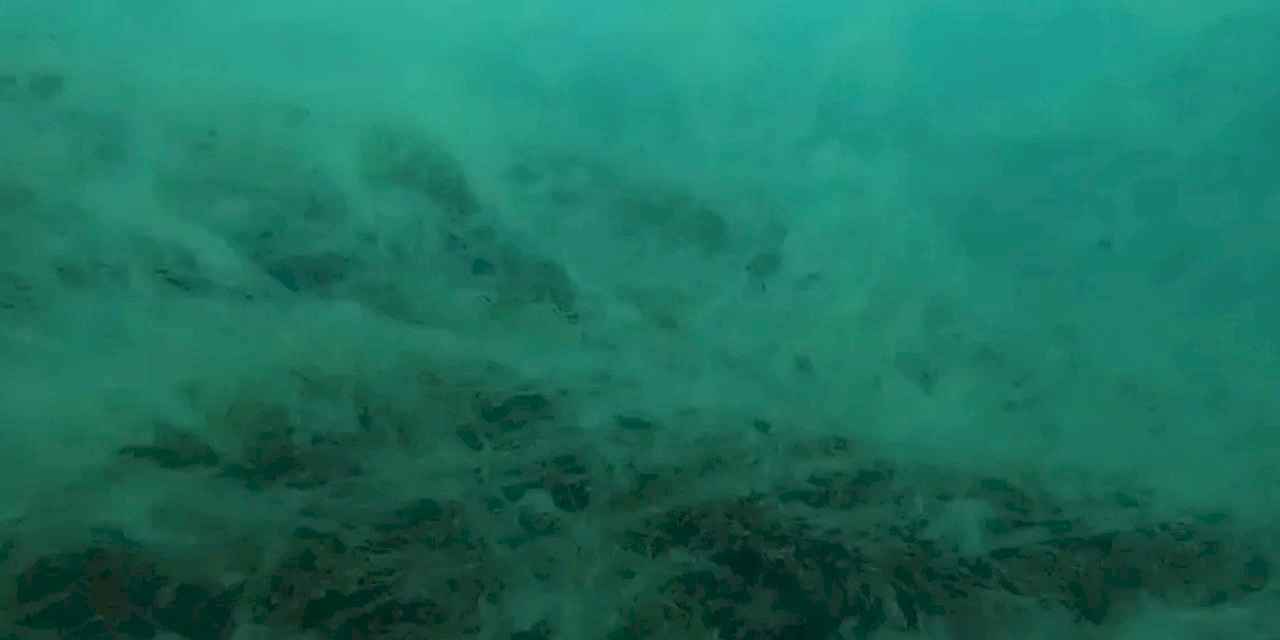 Müsilaj Saros Körfezi'nde!