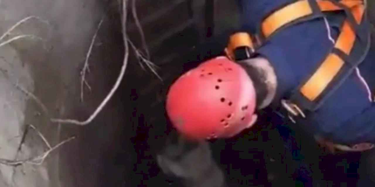 İstanbul Çatalca'da kuyuya düşen köpek kurtarıldı