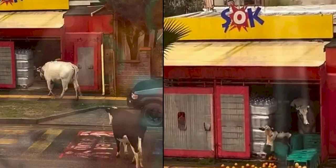 İstanbul Şile'de ineklerin görüntüleri 'Şok' etti!