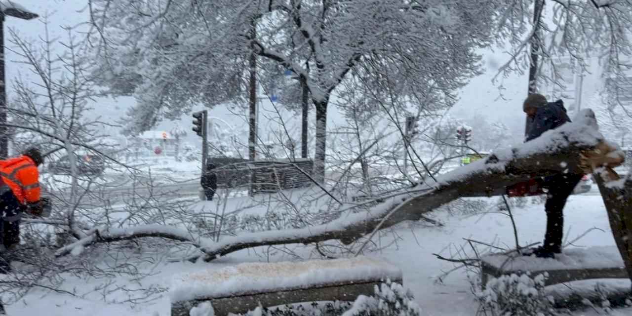 Ordu’da şiddetli kar, ağaçlara zarar verdi
