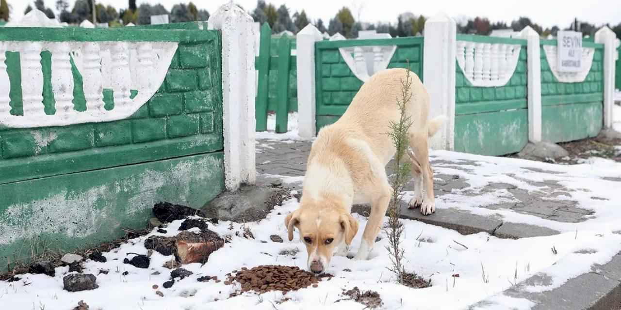 Büyükşehir soğuk kış gününde sokak hayvanlarını unutmadı