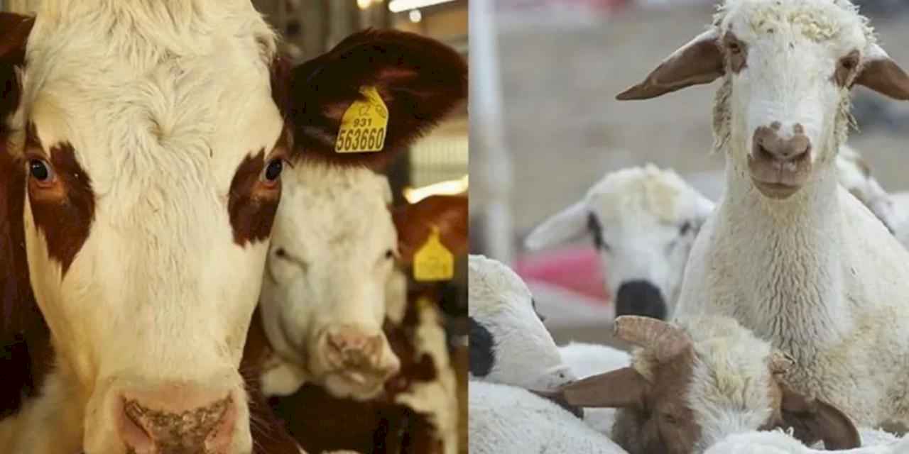 Hayvancılık desteğinde kesintilere ayar!