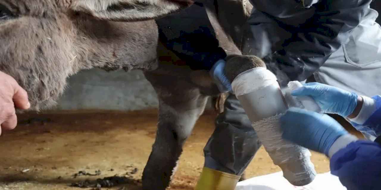 Mardin'de ayağı kırılan eşeğe protez takıldı