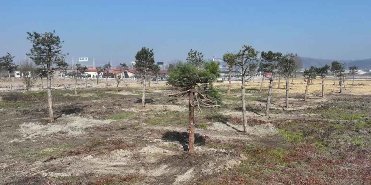 Sakarya’da yeşil cenneti Büyükşehir eliyle yaşatılıyor