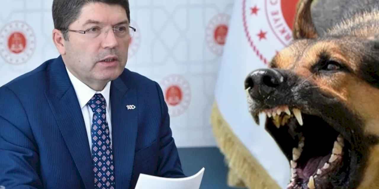 Başıboş saldırılarla ilgili ihmallere soruşturma