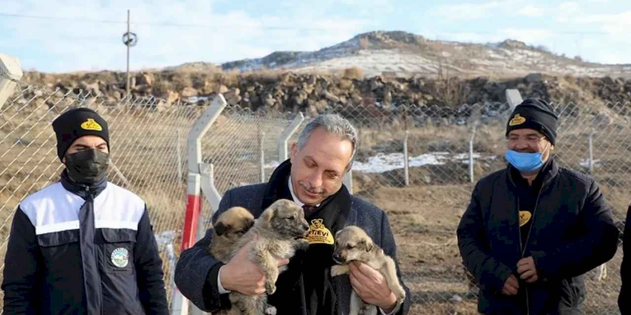 Kayseri Talas'a Türkiye'ye örnek Pati Evi