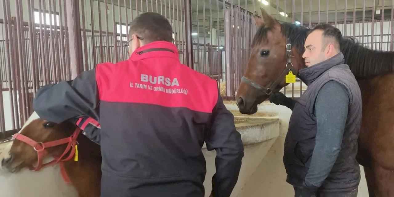 Tay tescil işlemleri Bursa'da sürüyor