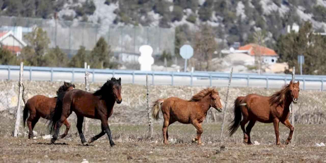 Antalya Büyükşehir yılkı atları için doğaya saman bıraktı