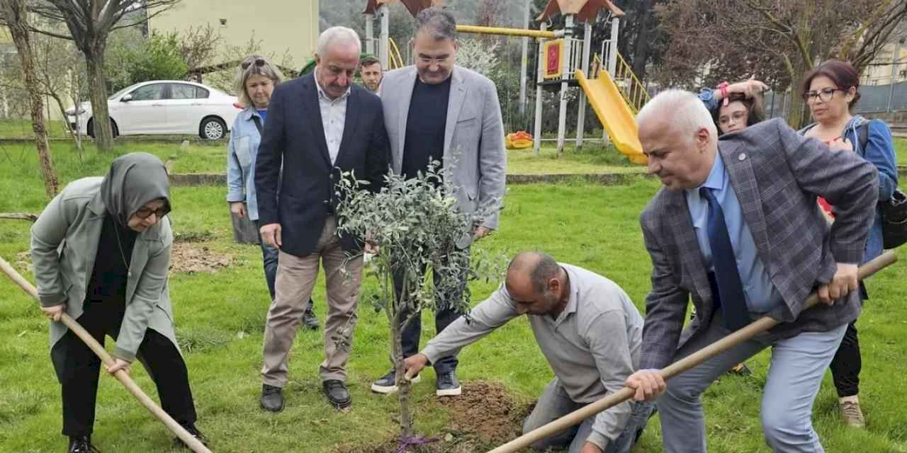 Kocaeli'de zeytin ağaçları toprakla buluştu