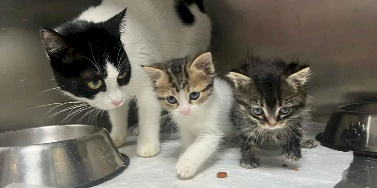 Bursa Büyükşehir tatilde de can dostların yanında