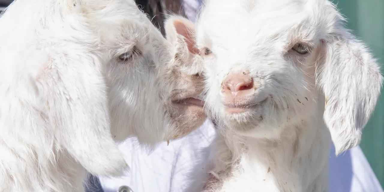 Doğal yaşam parkı’nda yavru heyecanı