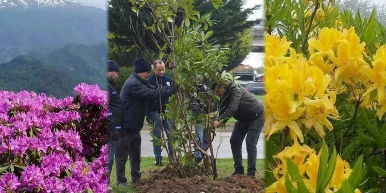 Giresun mor ve sarı güllerle donatılıyor