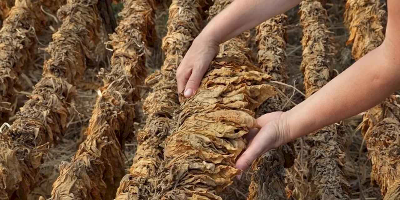 Tütün sektörü 2025 yılında 80 bin ton üretim hedefi koydu