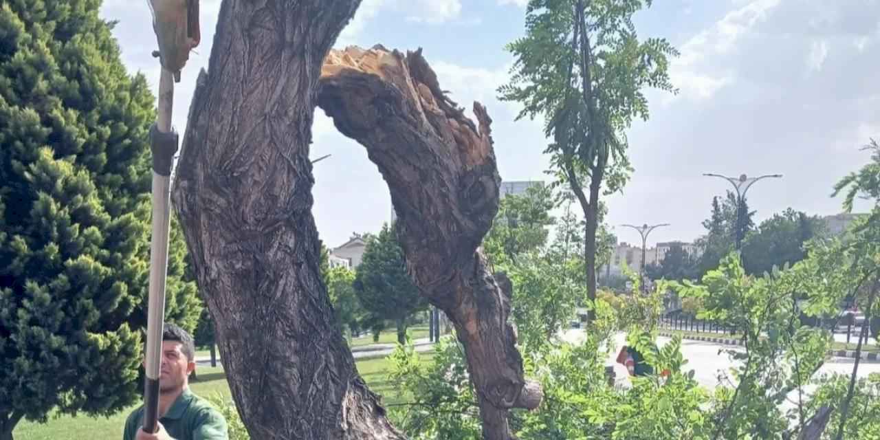 Manisa'da fırtınanın zarar verdiği ağaçlar kaldırıldı
