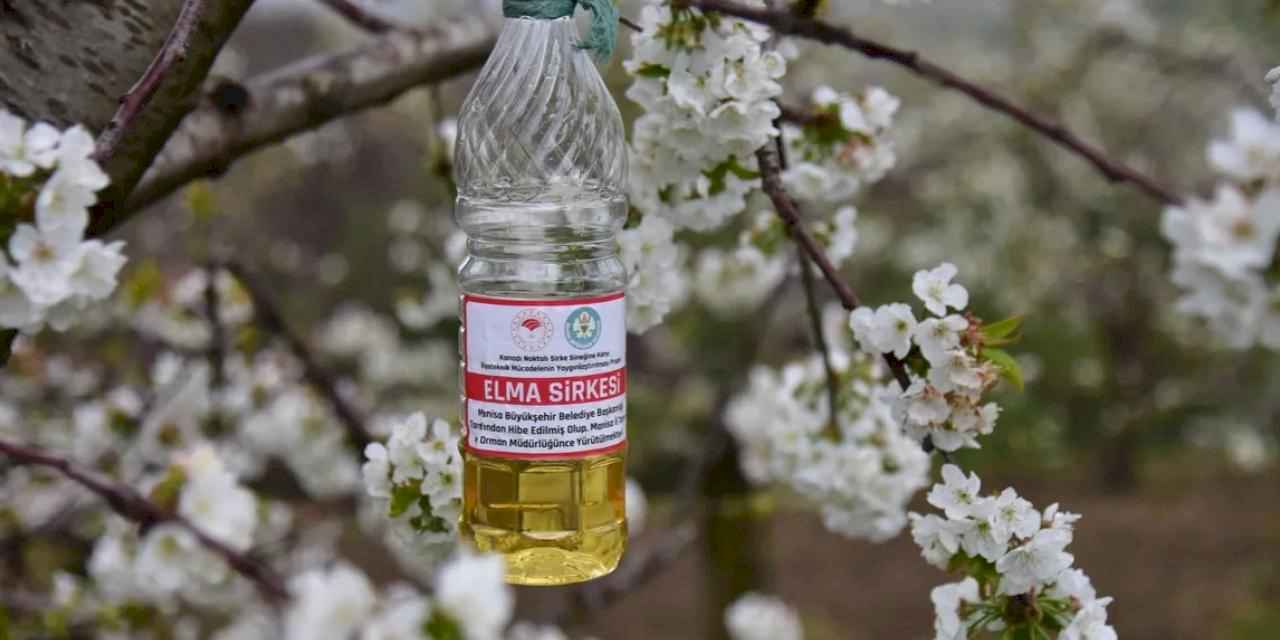 Manisa'da sirke sineğine karşı biyoteknik tuzak