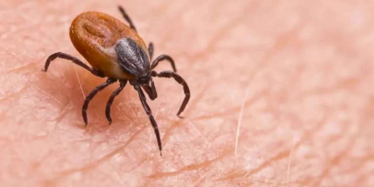 Sivas Valiliği'nden 'kene' uyarısı!