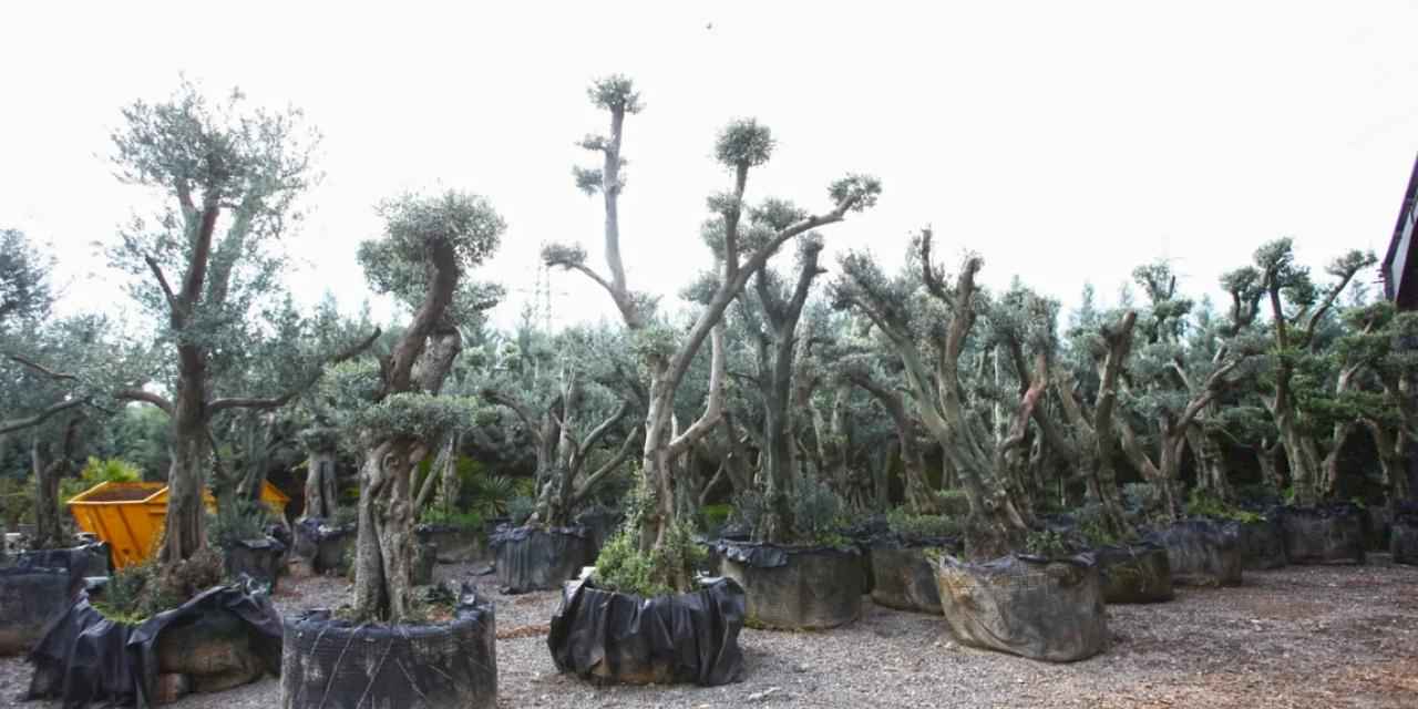 Tohumdan üretimle Karabağlar'da yeşil alanlar hayat buluyor