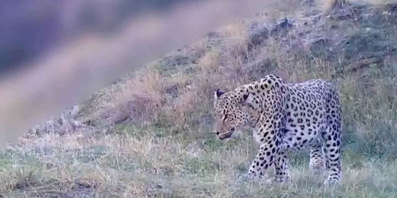 İşte 'Anadolu Parsı'nın yeni görüntüsü...