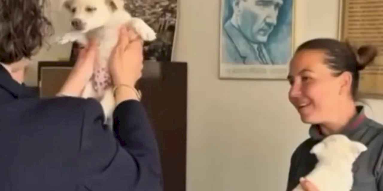 Mudanya Belediyesi evcil hayvanları sahiplendiriyor