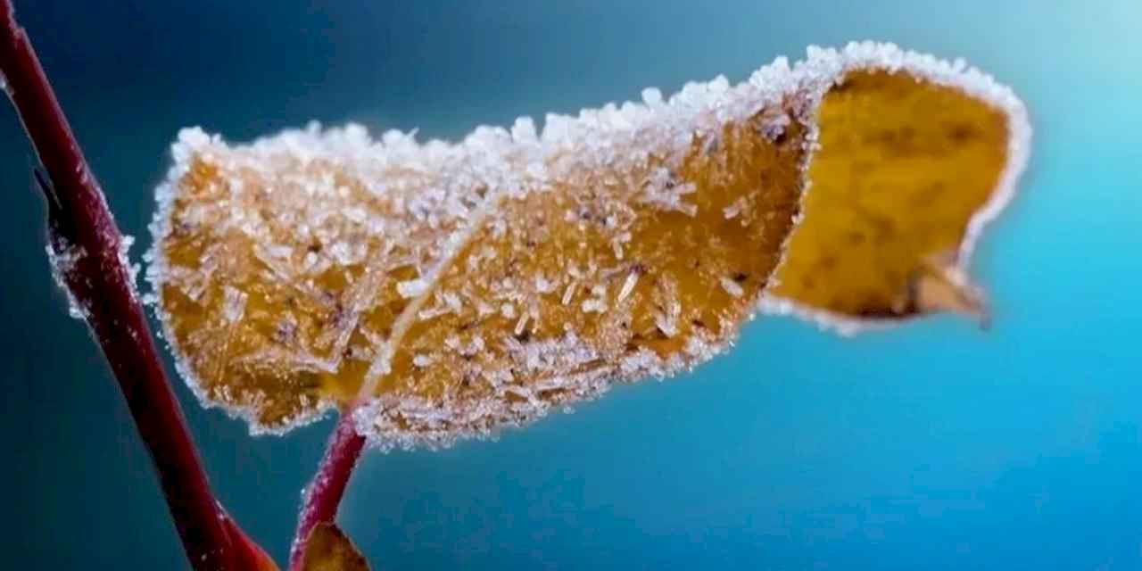 Zirai dondan etkilenen üreticiye 1,7 milyar lira destek ödemesi