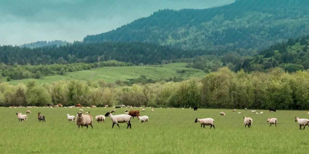 Küçükbaş hayvancılığa 3,8 milyar TL destek hesaplarda