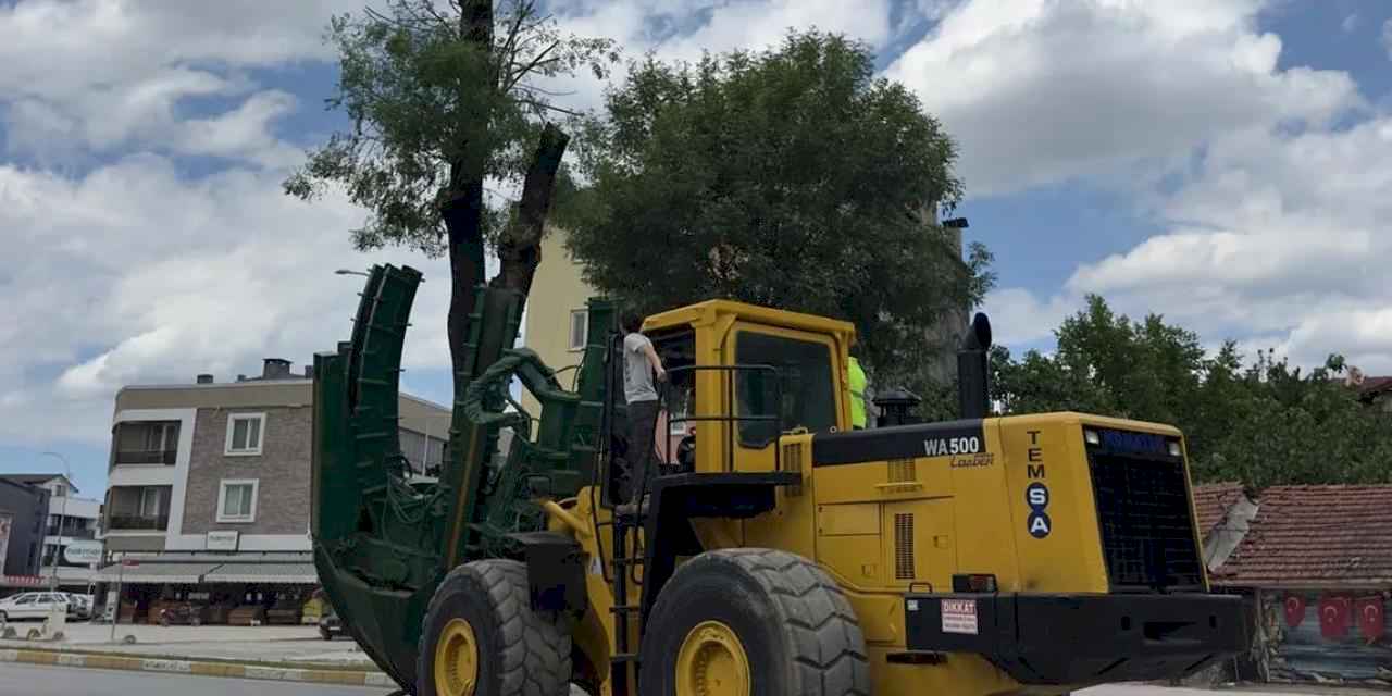 Sakarya sökülen her ağaç başka alanda yaşatılıyor