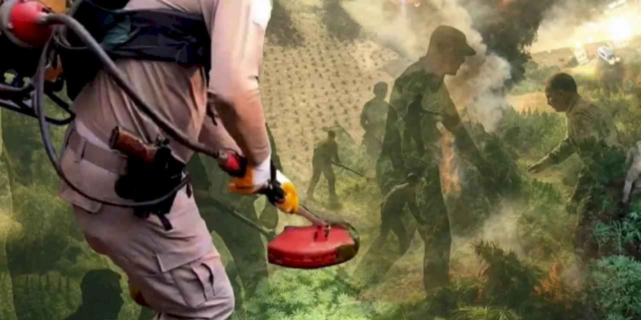 Diyarbakır'da uzaktan algılama ile zehir tacirlerine geçit verilmedi! Milyonlarca kök kenevir ele geçirildi